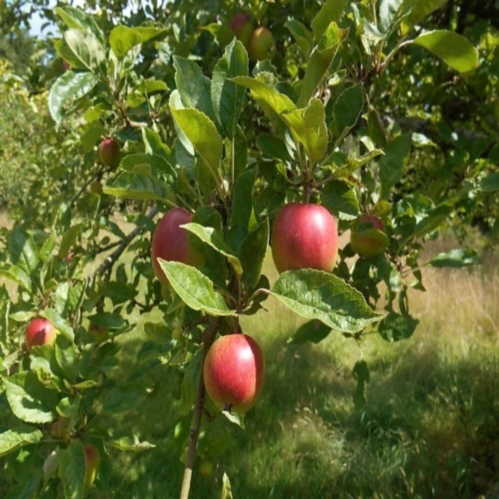 https://www.palacenursery.com/wp-content/uploads/2023/09/Fruit-tree-Fuji-apple.jpg