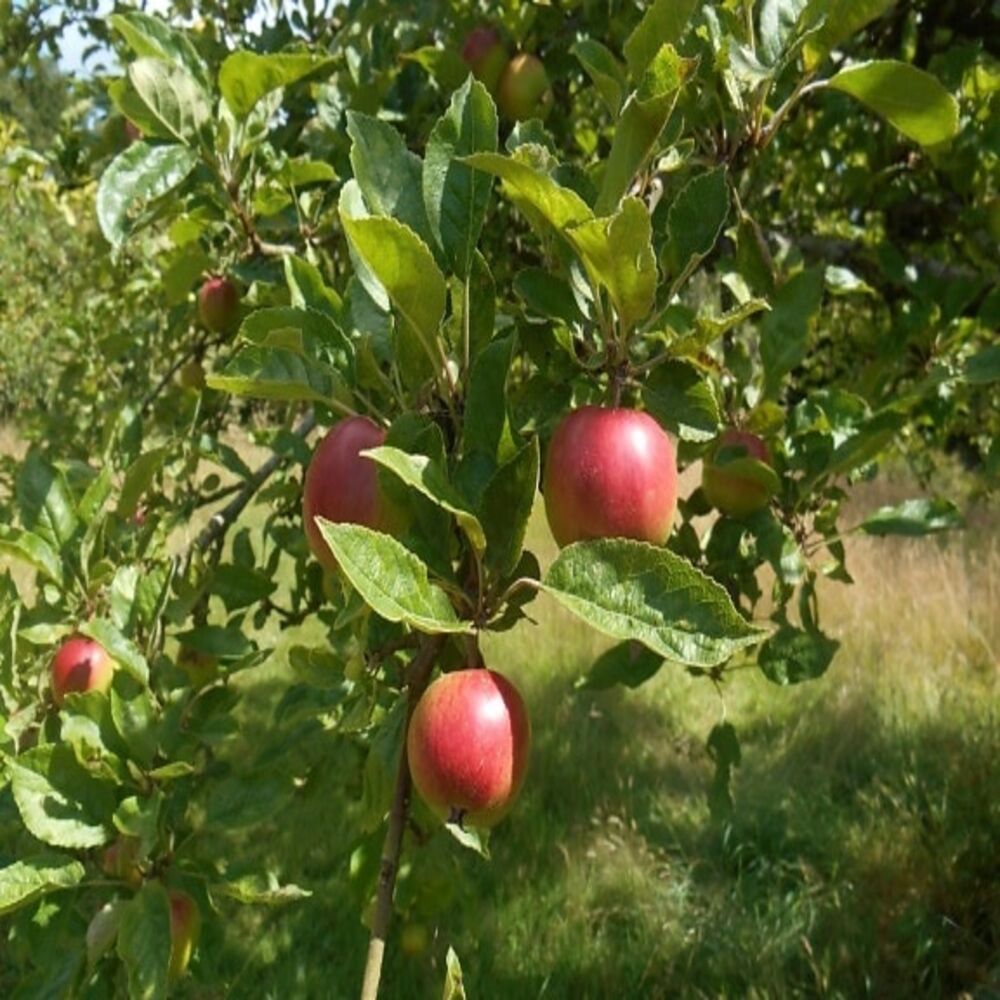 Fuji Red Apple Tree